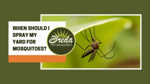 When to Spray for Mosquitoes