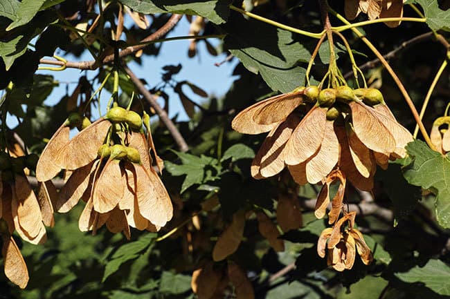 What Trees Have Helicopter Seed Pods
