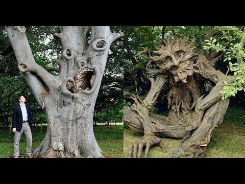 10 FACTS about TREES | Top Curious