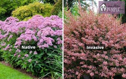 Native Plants vs. Non-Native Plants