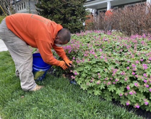 Planting and Maintenance