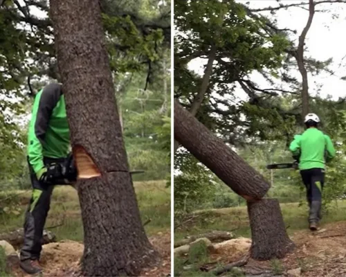 Effective Tree Cutting Perfecting the Felling Technique