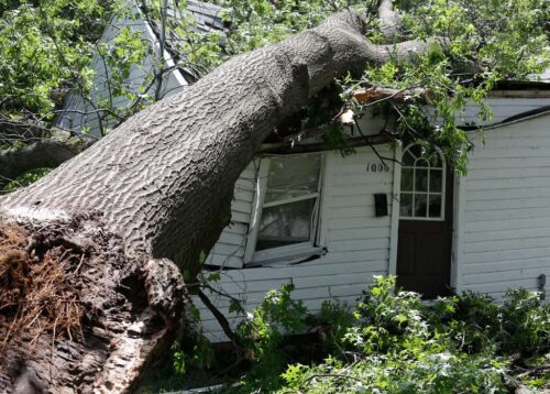 Safeguard Your Trees Protecting Against Storm Damage