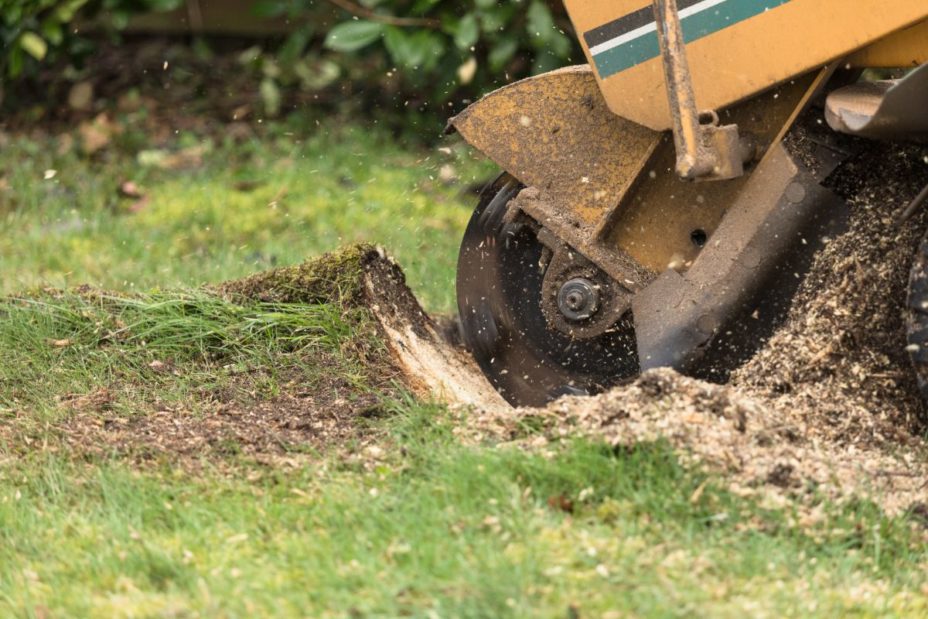 Tree Stump Removal in Louisville